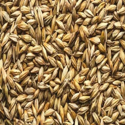Barley bulk wholesale grain feed malting industry