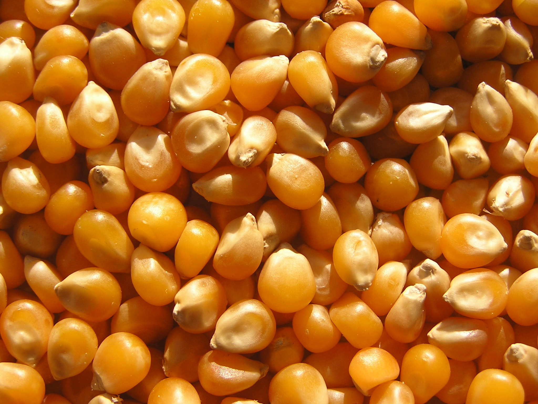 Maize corn bulk wholesale grain feed starch