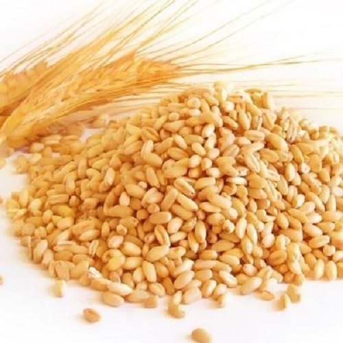 Wheat bulk wholesale grain supply milling feed